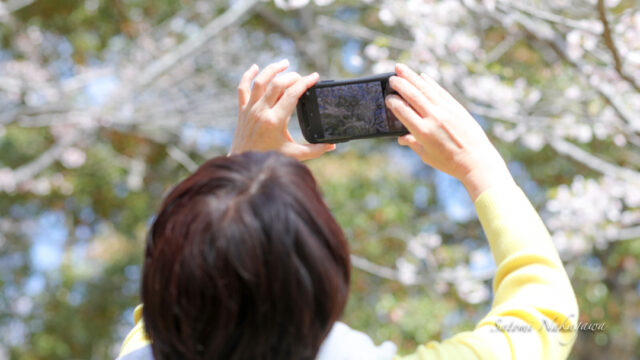 桜の花を撮る女性