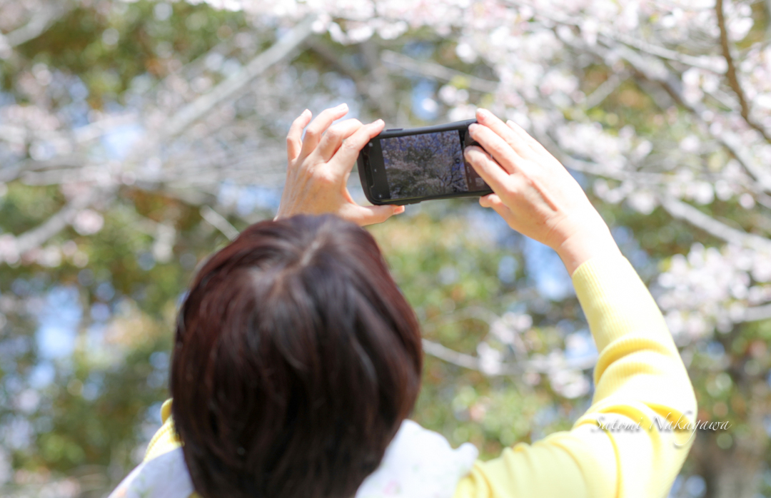桜の花を撮る女性
