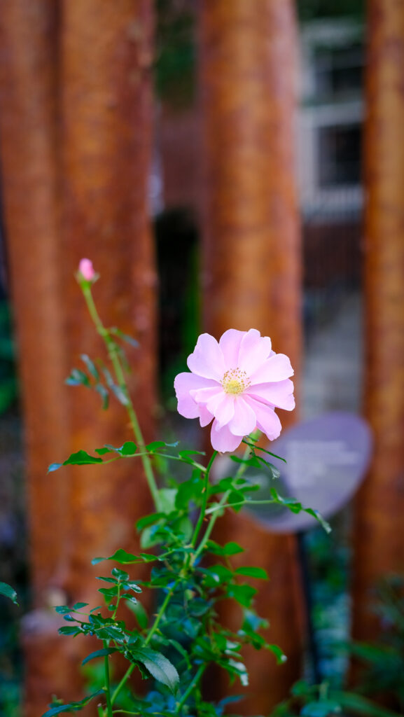 薔薇の花の縦の写真