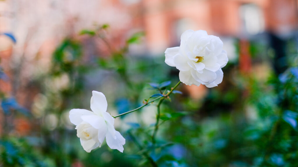 白い薔薇の花