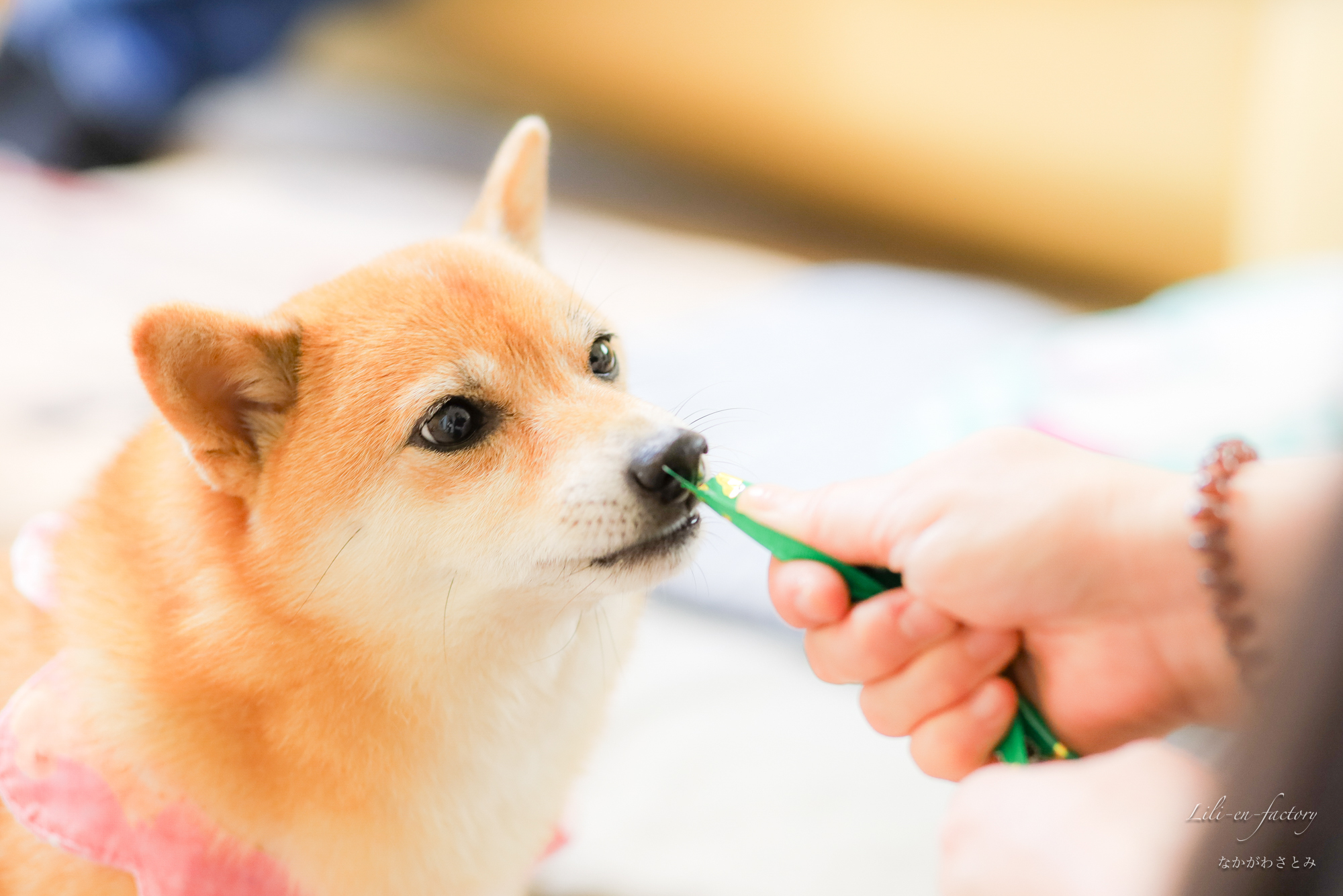 おやつを食べるワンちゃんの写真