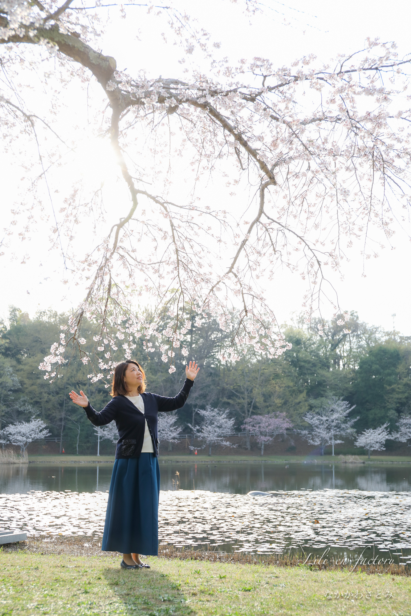 大きな桜の木と女性
